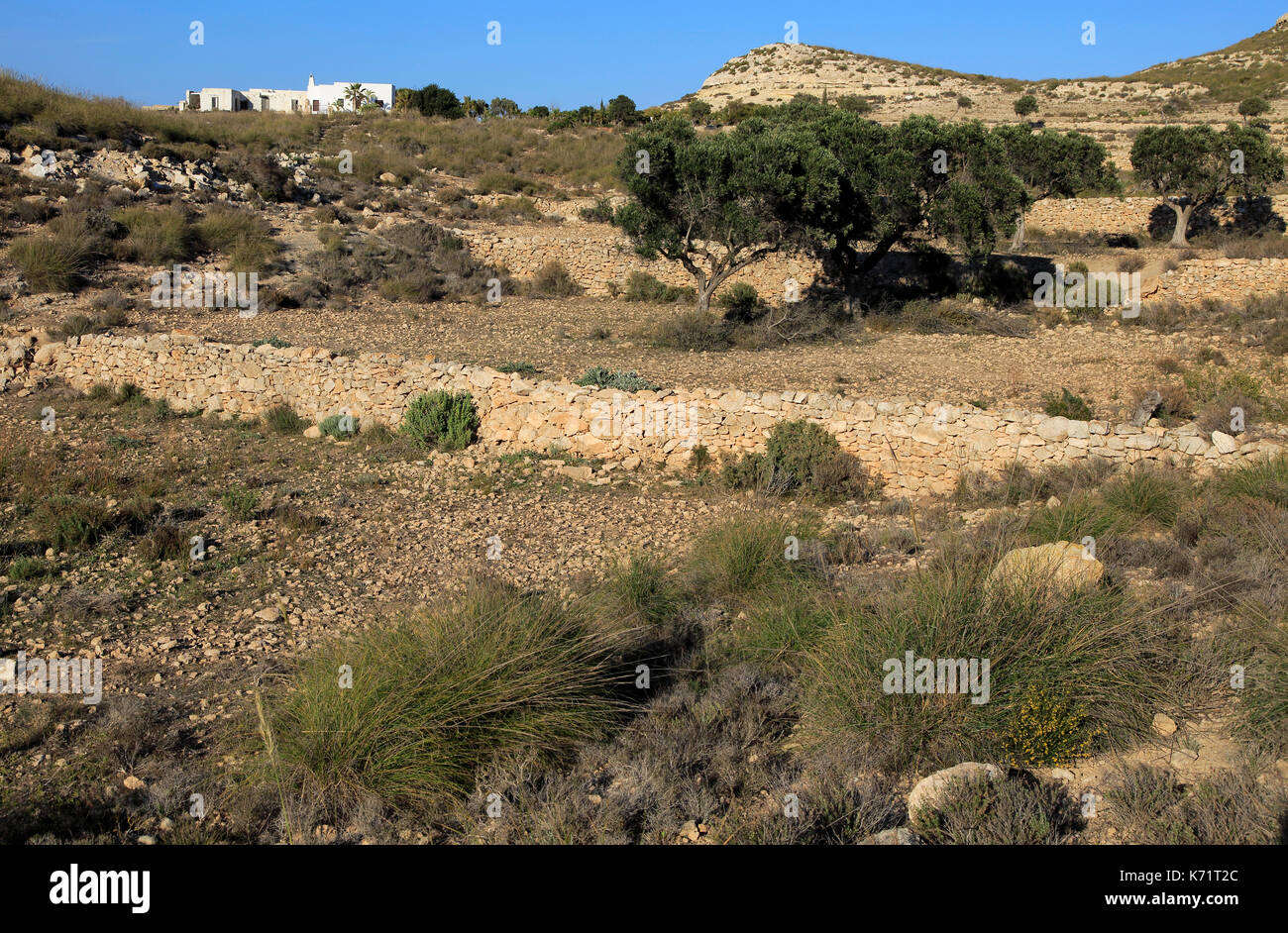 Alberi di olivo in semi deserto farmland, Rodalquilar, Parco Naturale Cabo de Gata, Almeria, Spagna Foto Stock