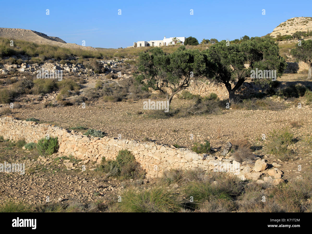 Alberi di olivo in semi deserto farmland, Rodalquilar, Parco Naturale Cabo de Gata, Almeria, Spagna Foto Stock
