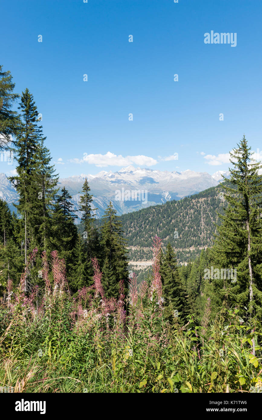 Vista dal simplon pass road, vegetazione alpina, Vallese, Svizzera Foto Stock