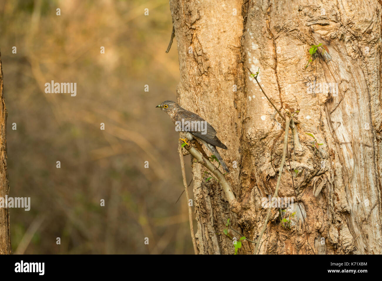 Il comune Falco cuculo è noto anche come il cervello febbre bird e residente a Indian sub continente. Foto Stock