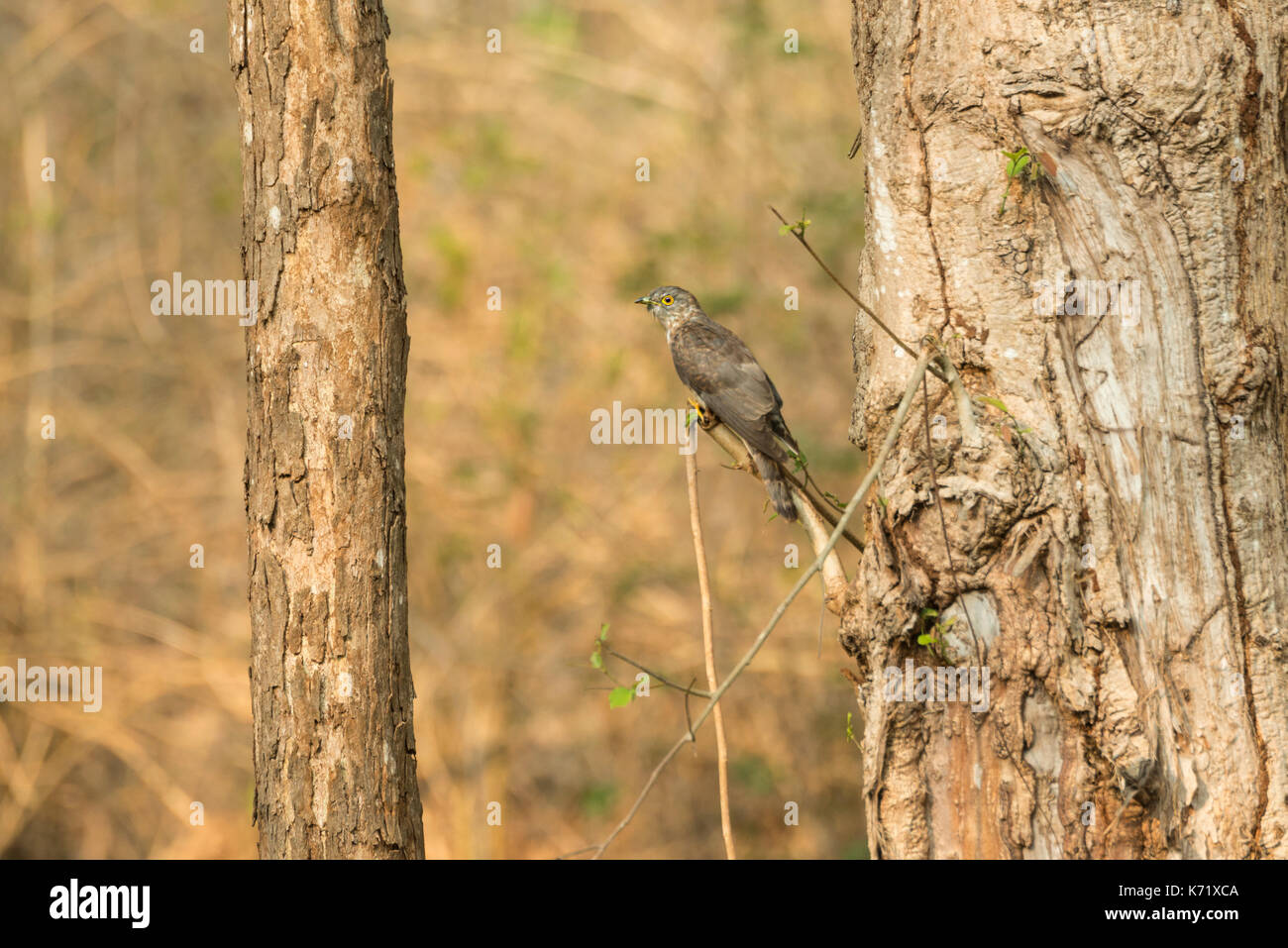 Il comune Falco cuculo è noto anche come il cervello febbre bird e residente a Indian sub continente. Foto Stock