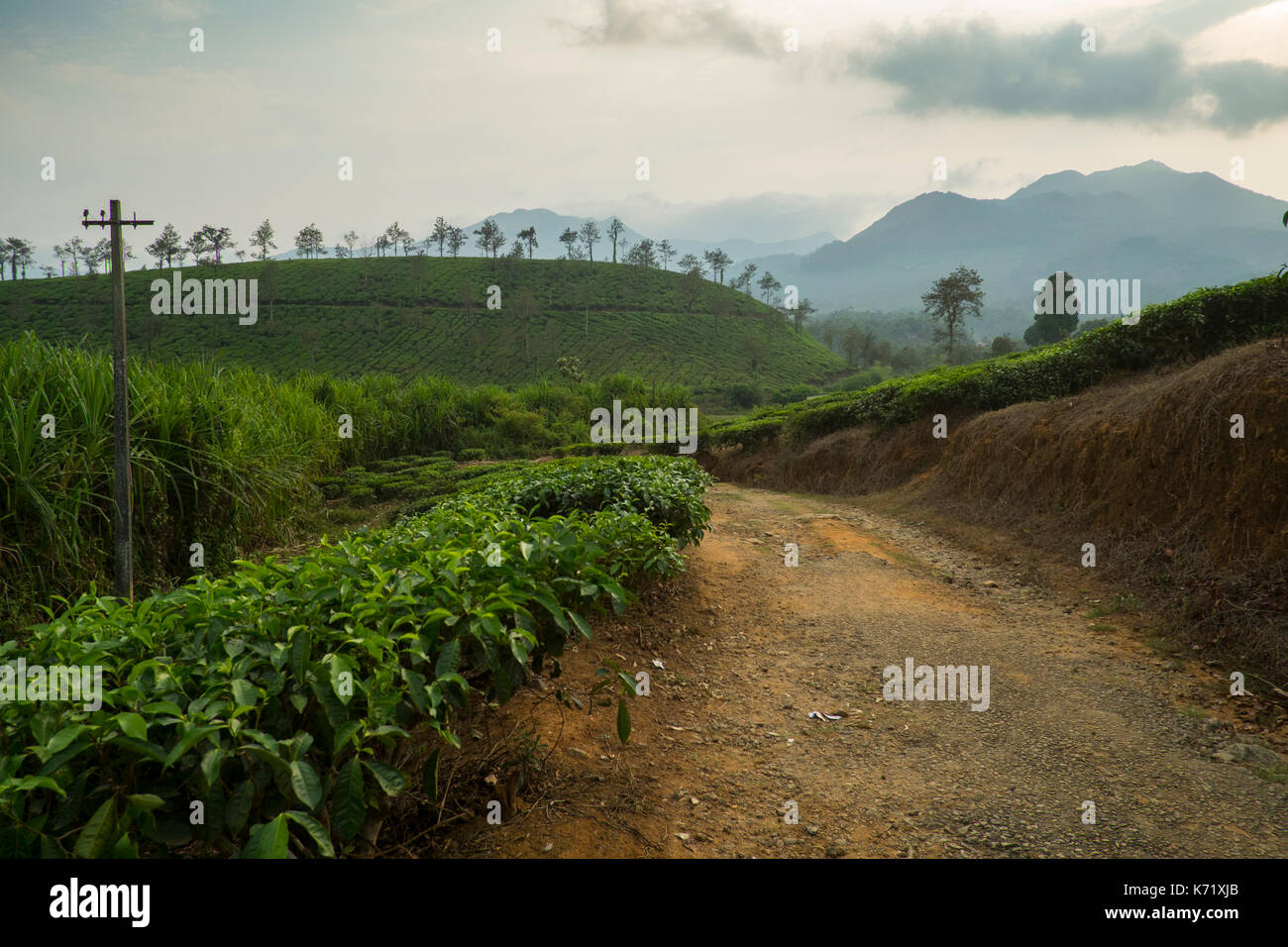 Tea estates nel distretto di Wayanad in Kerala, India, hanno sostituito dense foreste naturali. Foto Stock