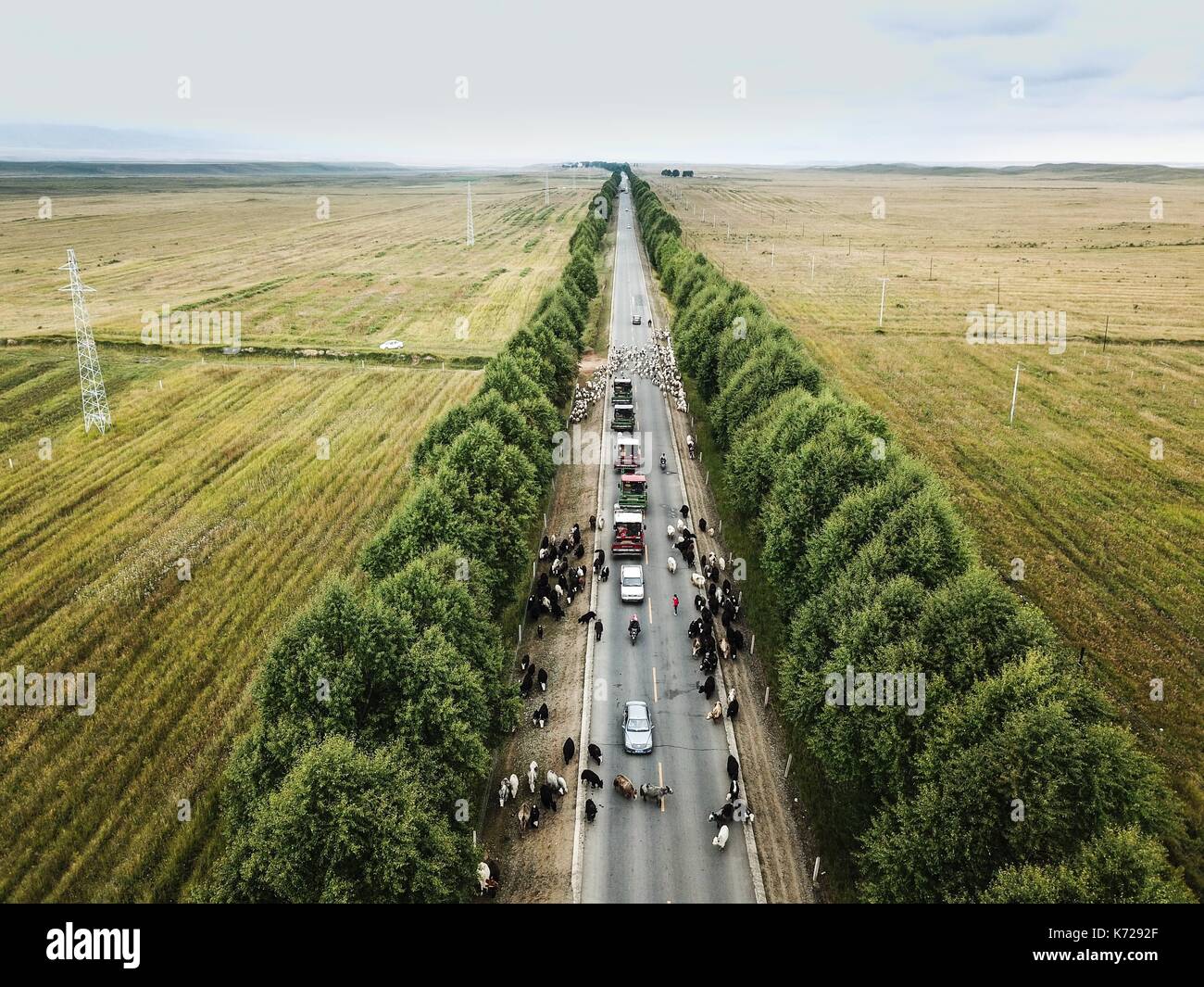 Guinan. Xiv Sep, 2017. Foto aeree prese su sept. 14, 2017 mostra una mandria di bovini e ovini in avanzamento lungo una strada durante la migrazione annuale nel periodo guinan county, a nord-ovest della Cina di Provincia di Qinghai. Credito: wu pista/xinhua/alamy live news Foto Stock