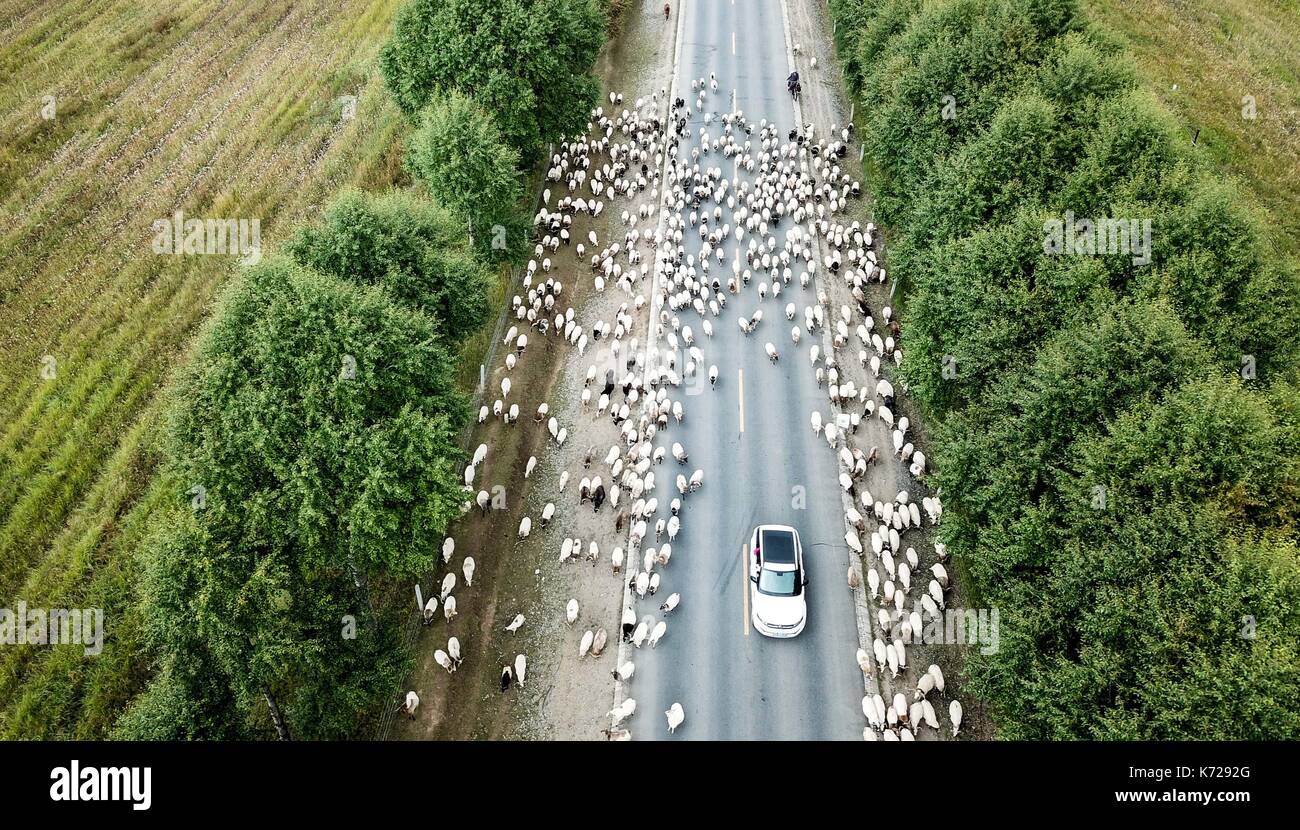 Guinan. Xiv Sep, 2017. Foto aeree prese su sept. 14, 2017 mostra una mandria di bovini e ovini in avanzamento lungo una strada durante la migrazione annuale nel periodo guinan county, a nord-ovest della Cina di Provincia di Qinghai. Credito: wu pista/xinhua/alamy live news Foto Stock