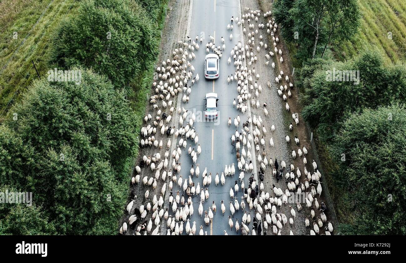 Guinan. Xiv Sep, 2017. Foto aeree prese su sept. 14, 2017 mostra una mandria di bovini e ovini in avanzamento lungo una strada durante la migrazione annuale nel periodo guinan county, a nord-ovest della Cina di Provincia di Qinghai. Credito: wu pista/xinhua/alamy live news Foto Stock