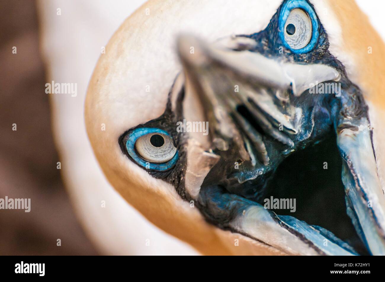 Canada, Provincia di Quebec, GaspŽsie, ële-Bonaventura-et-du-Rocher-PercŽ National Park, PercŽ, Northern Gannet colonia (Morus bassanus) sul lato della scogliera sulla Bonaventure Island è il più grande del mondo, con 120.000 congeneri, qui il ritratto di un adulto Foto Stock