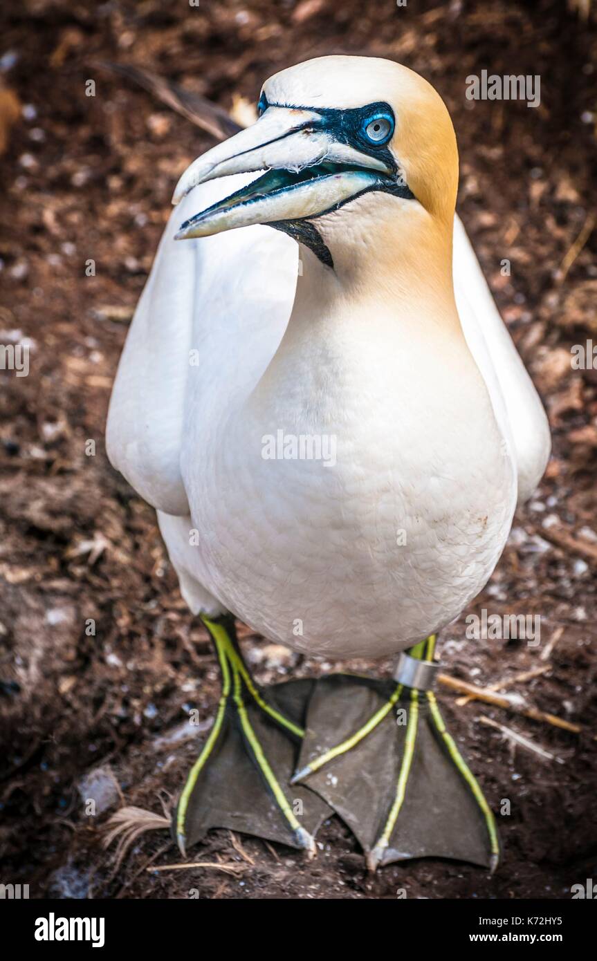 Canada, Provincia di Quebec, GaspŽsie, ële-Bonaventura-et-du-Rocher-PercŽ National Park, PercŽ, Northern Gannet colonia (Morus bassanus) sul lato della scogliera sulla Bonaventure Island è il più grande del mondo, con 120.000 congeneri, qui il ritratto di un adulto Foto Stock