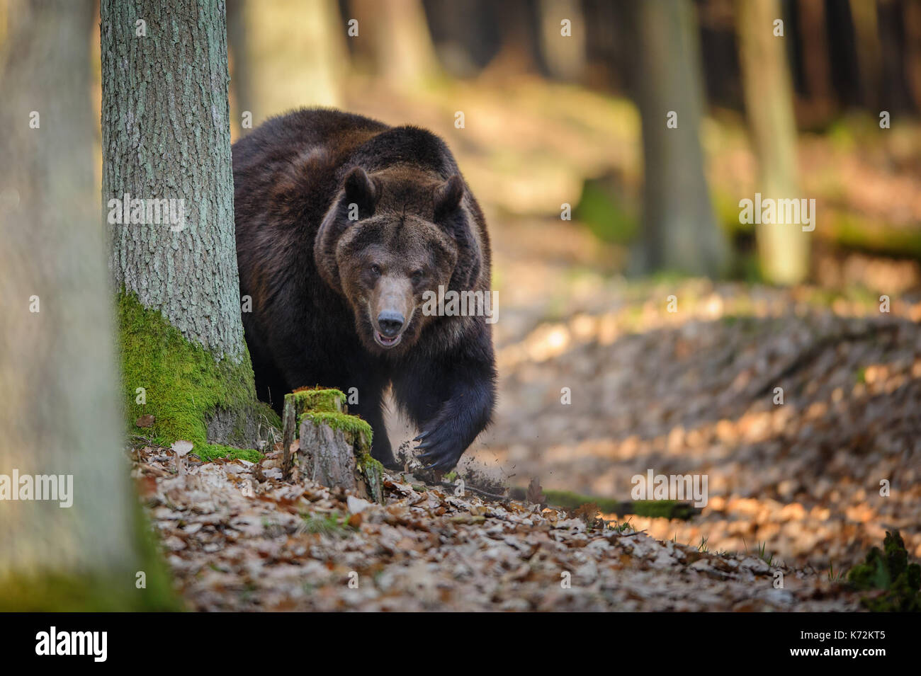Orso bruno in foresta Foto Stock