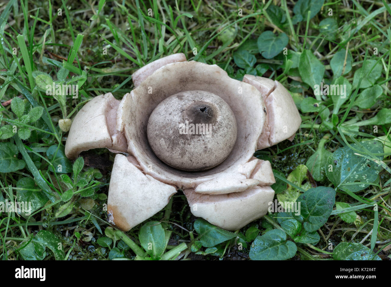 Earthstar a collare Foto Stock