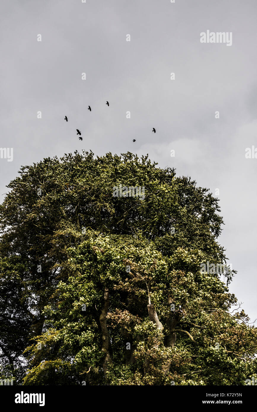 Rooks (Corvus frugilegus) sono ' appollaiati Foto Stock