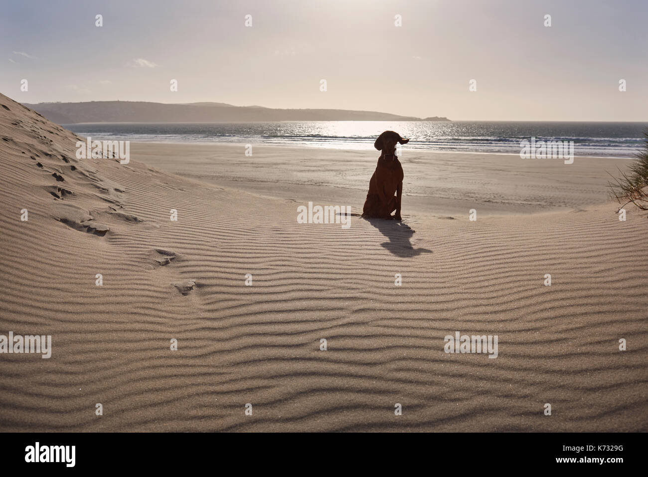 Wisler ungherese hound seduto su di una duna di sabbia guardando la fotocamera con il mare e le onde all'orizzonte in background. Foto Stock