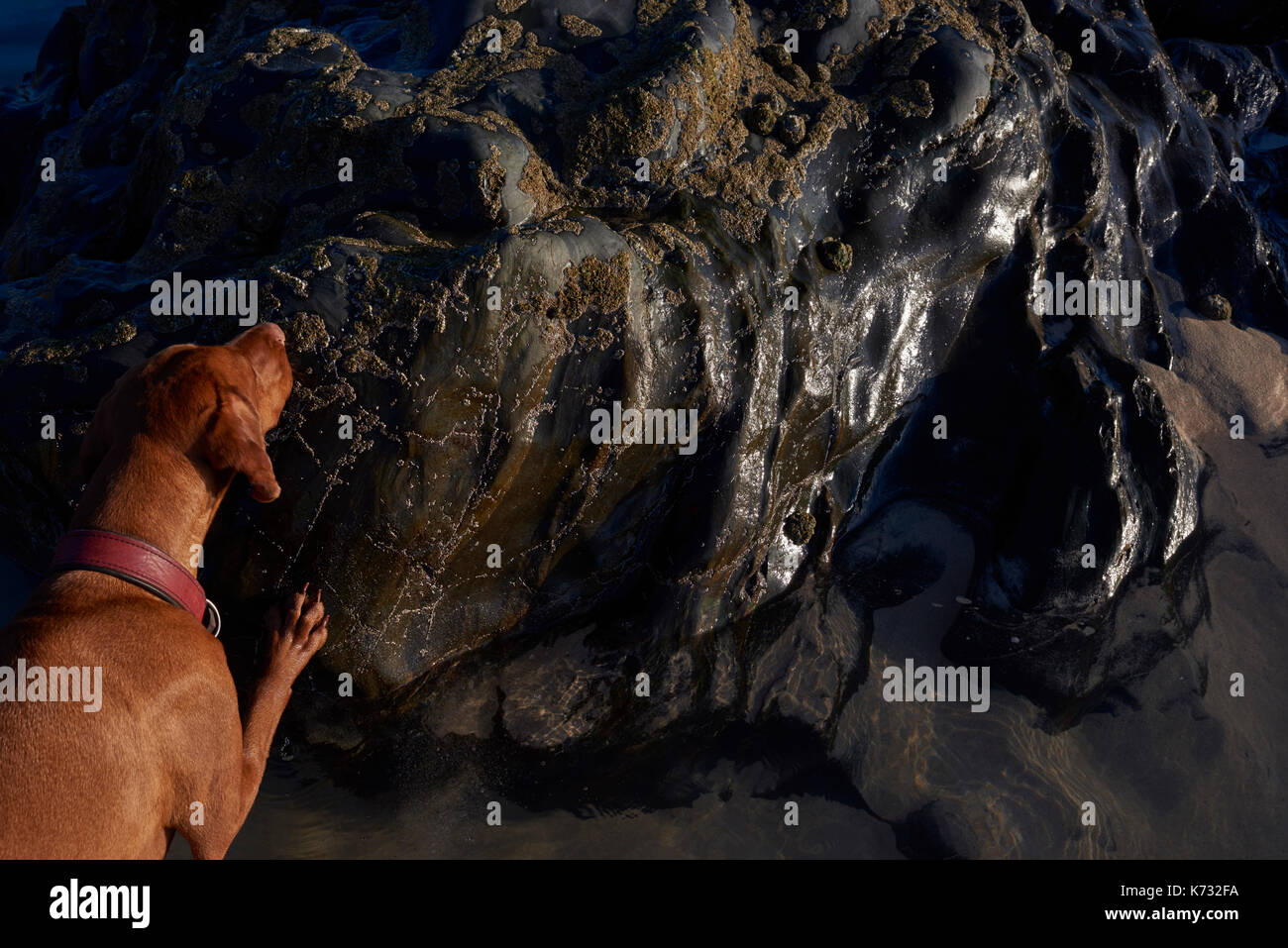 Wisler ungherese e rocce sulla spiaggia. Foto Stock