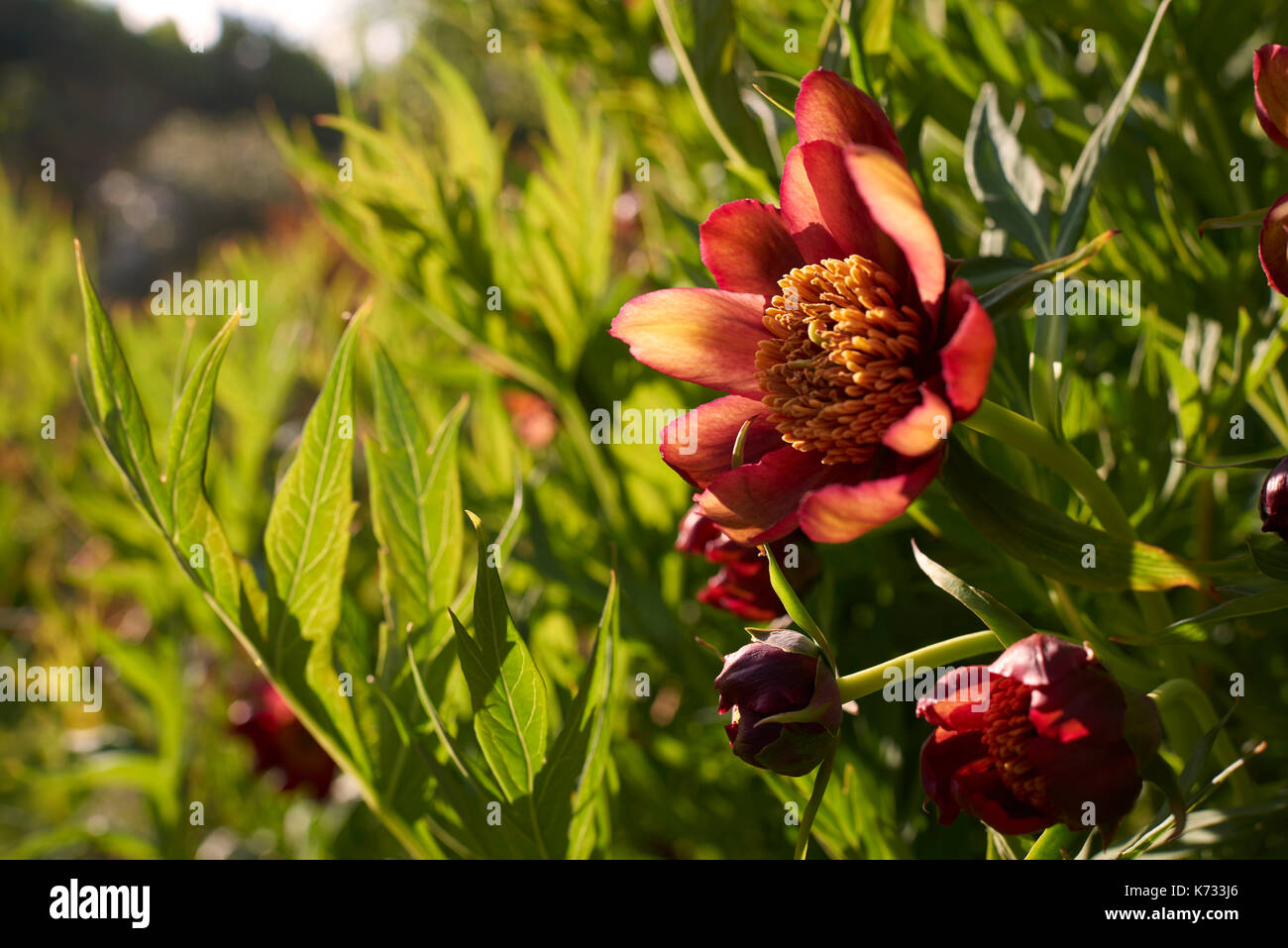 Struttura ad albero rosso papavero fiori e foglie in condizioni di luce solare intensa. Foto Stock