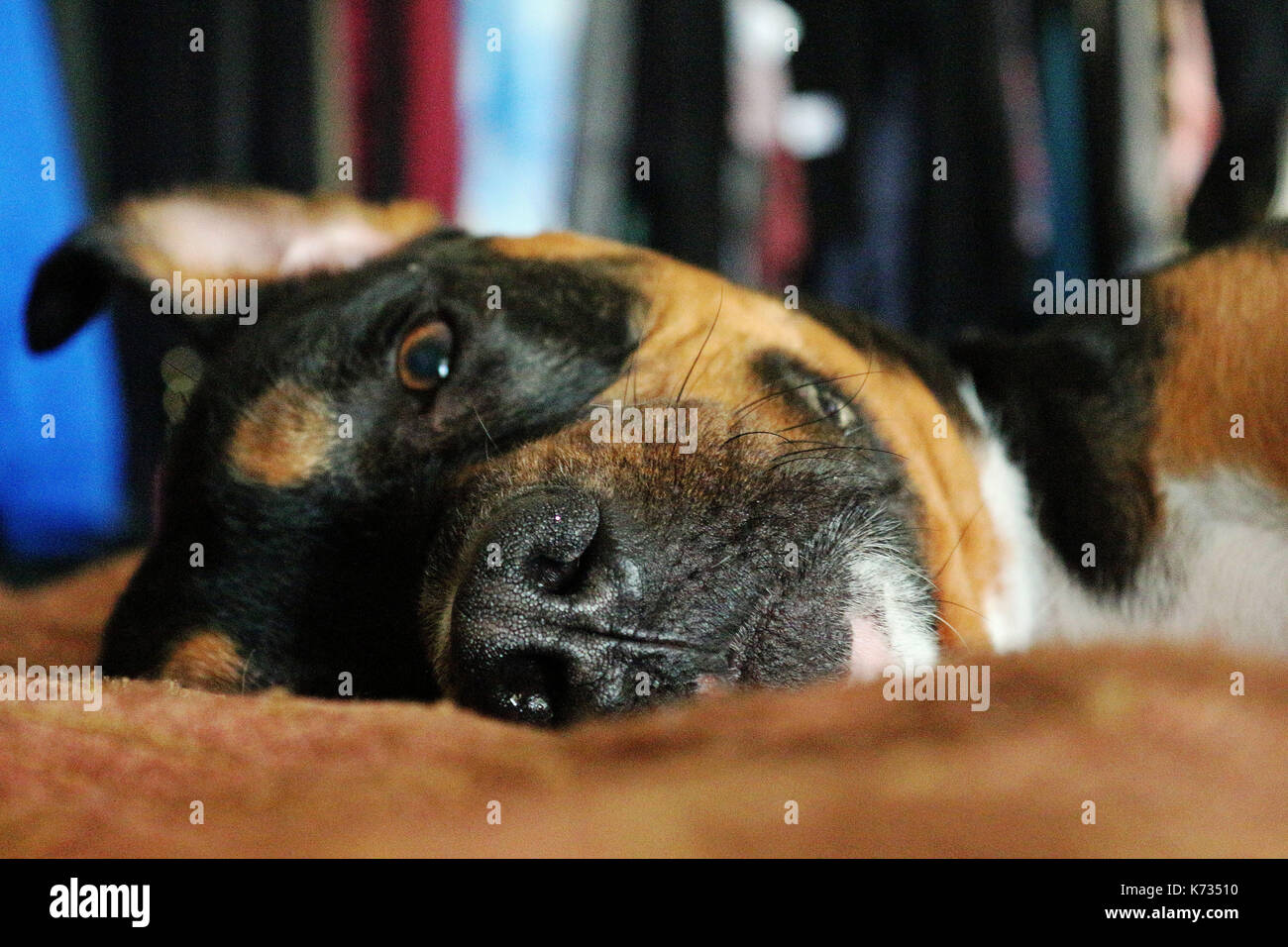 Una faccia colpo di un rottweiler / pit bull mix cane di razza posa sul suo fianco su un letto Foto Stock