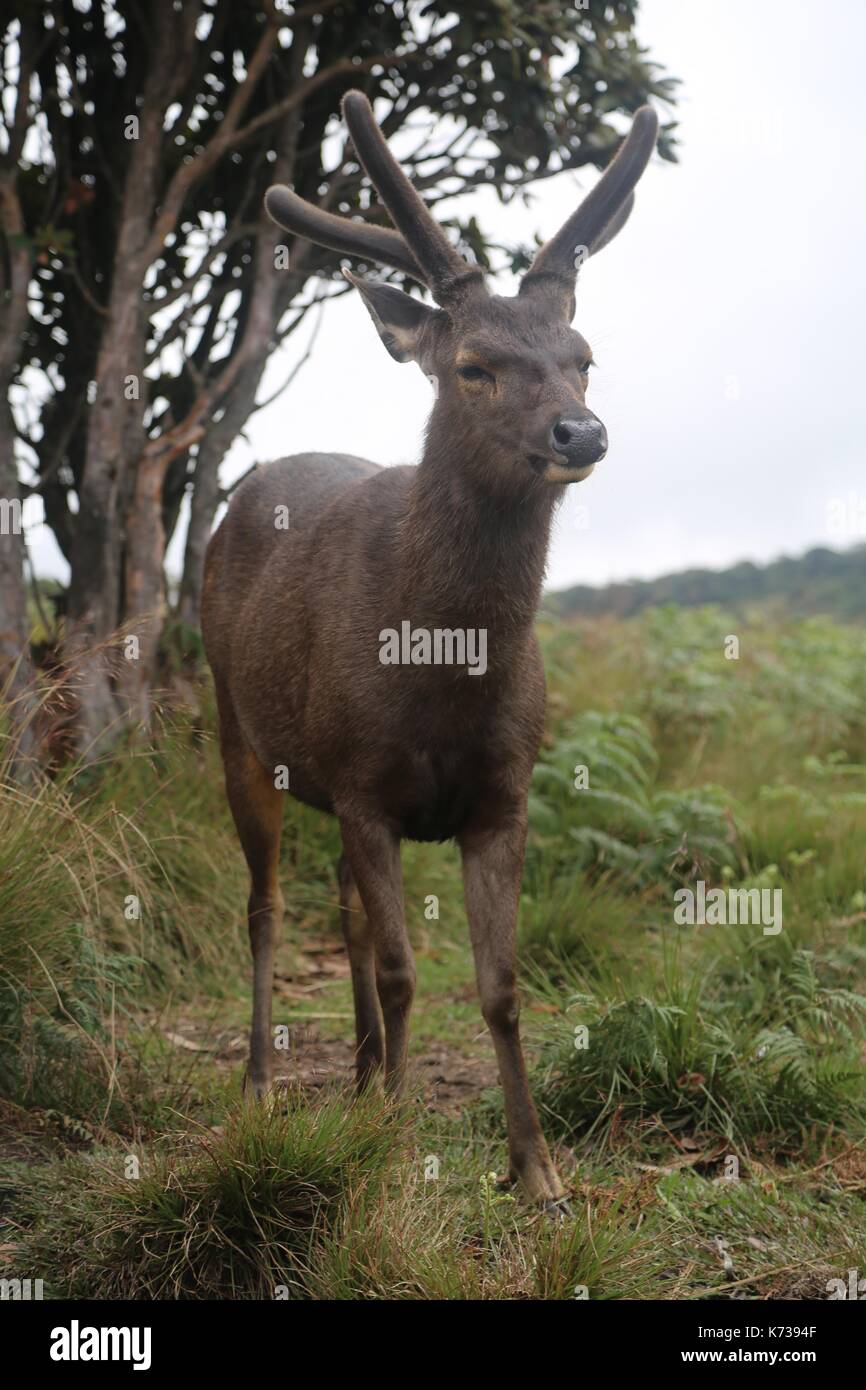 Sambar cari, cloud forest, Sri Lanka, Sud Asia Foto Stock