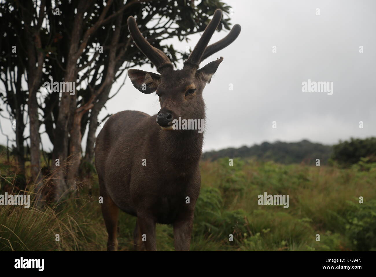 Sambar cari, cloud forest, Sri Lanka, Sud Asia Foto Stock