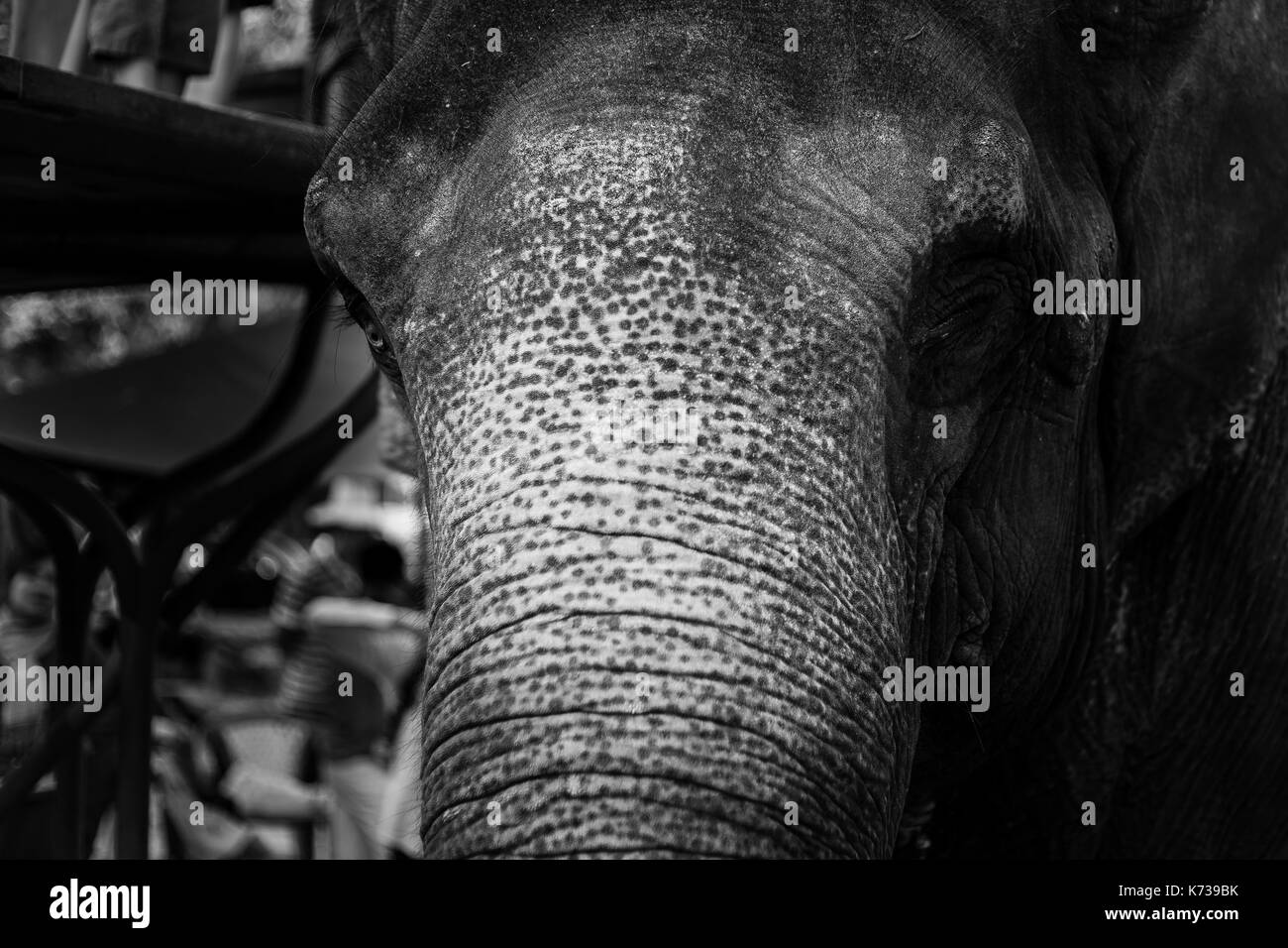 Close-up di elefante, chiuso occhio, la texture della pelle, Black & White, Cambogia Foto Stock