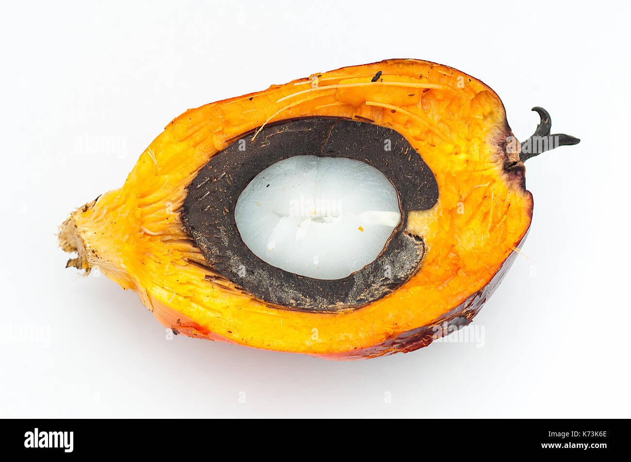 Close up di normale dura frutto della palma da olio isolati di taglio con sfondo bianco mostra mesocarpa, shell e il kernel. Foto Stock