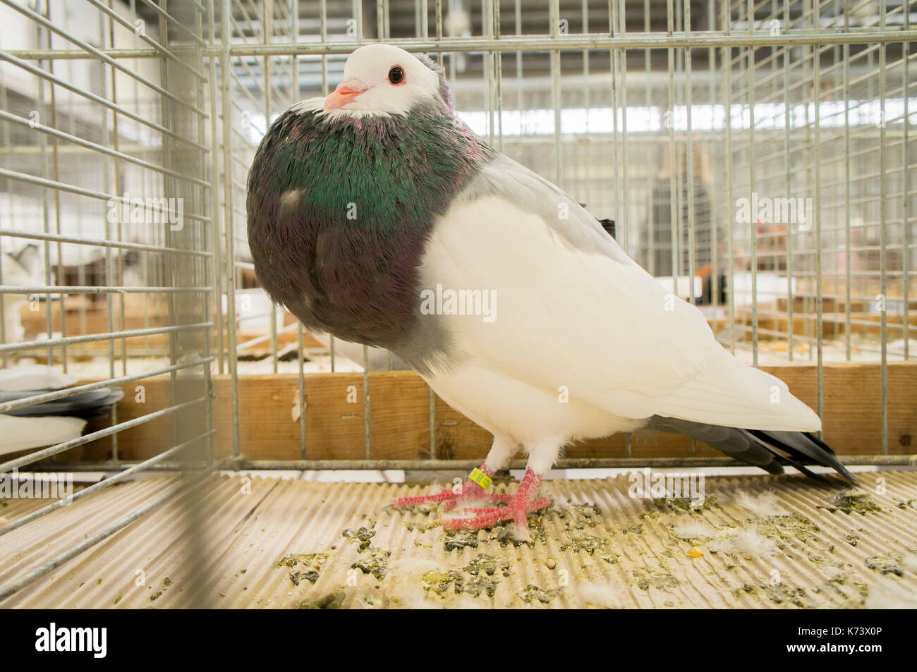 Esposizione nazionale di conigli giovani,pollame e piccioni 2017 (animali da allevamento),pigeon,moravo razza pouter Foto Stock