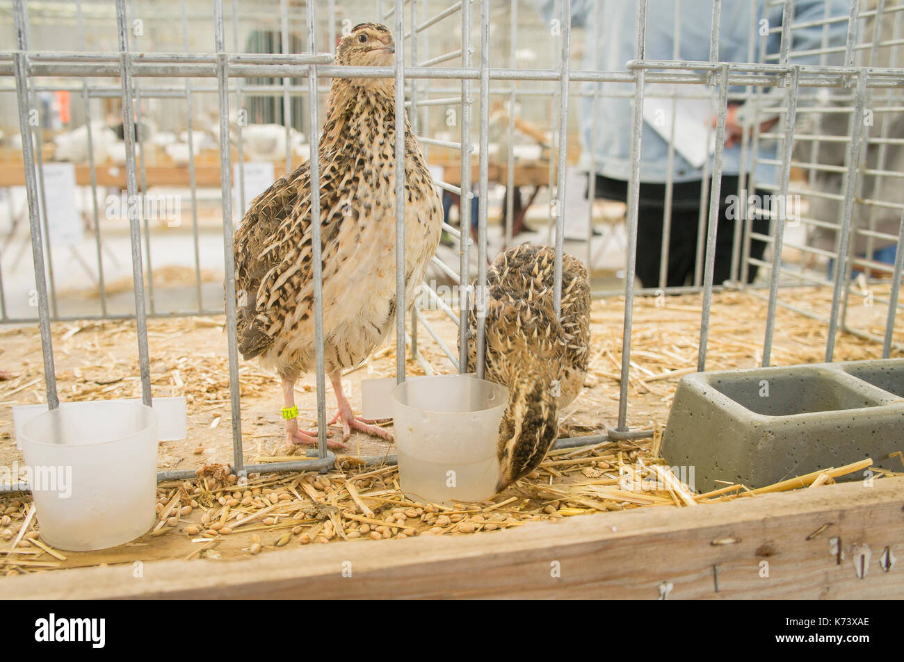 Esposizione nazionale di conigli giovani,pollame e piccioni 2017 (animali da allevamento),marrone,quaglia coturnix ypsilophora Foto Stock