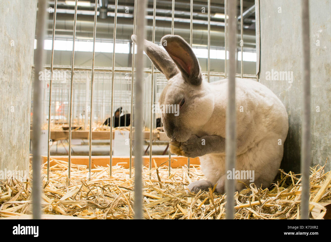 Esposizione nazionale di conigli giovani,pollame e piccioni 2017 (animali da allevamento),rex marten coniglio blu Foto Stock