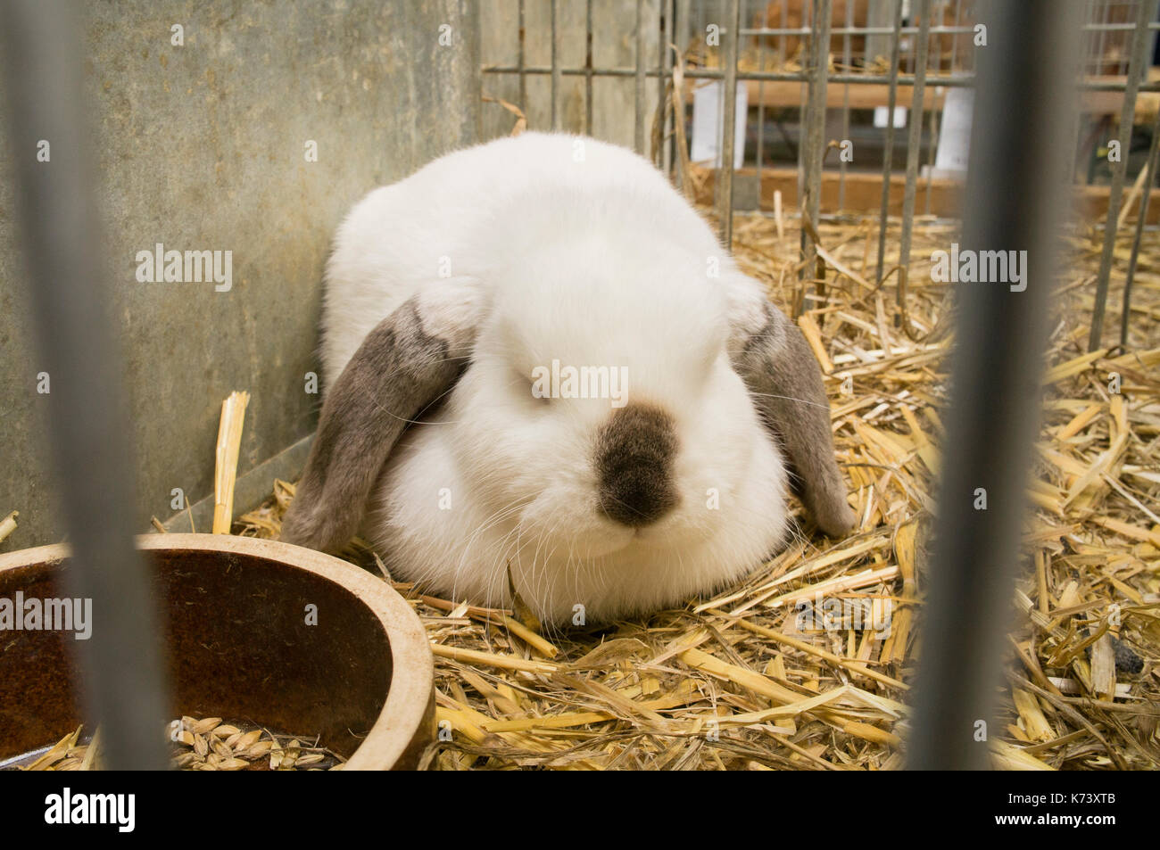 Esposizione nazionale di conigli giovani,pollame e piccioni 2017 (animali da allevamento),lop dwarf russo coniglio nero Foto Stock