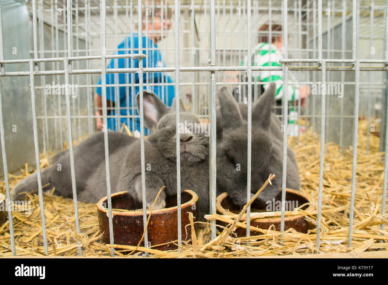 Esposizione nazionale di conigli giovani,pollame e piccioni 2017 (animali da allevamento),blu del coniglio di vienna Foto Stock