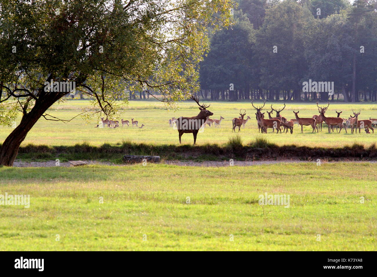 Daini,dama dama,cervo europeo,cervus elaphus Foto Stock