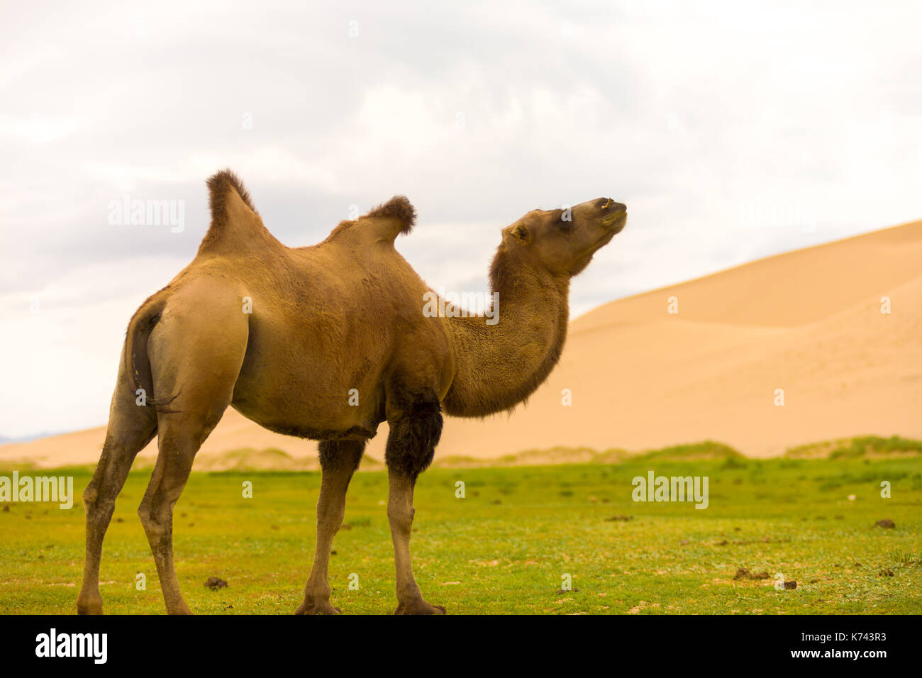 Un bactrian cammello con una gobba flopping indica una cattiva salute presso il khongor els dune di sabbia nel deserto del Gobi Meridionale della Mongolia Foto Stock
