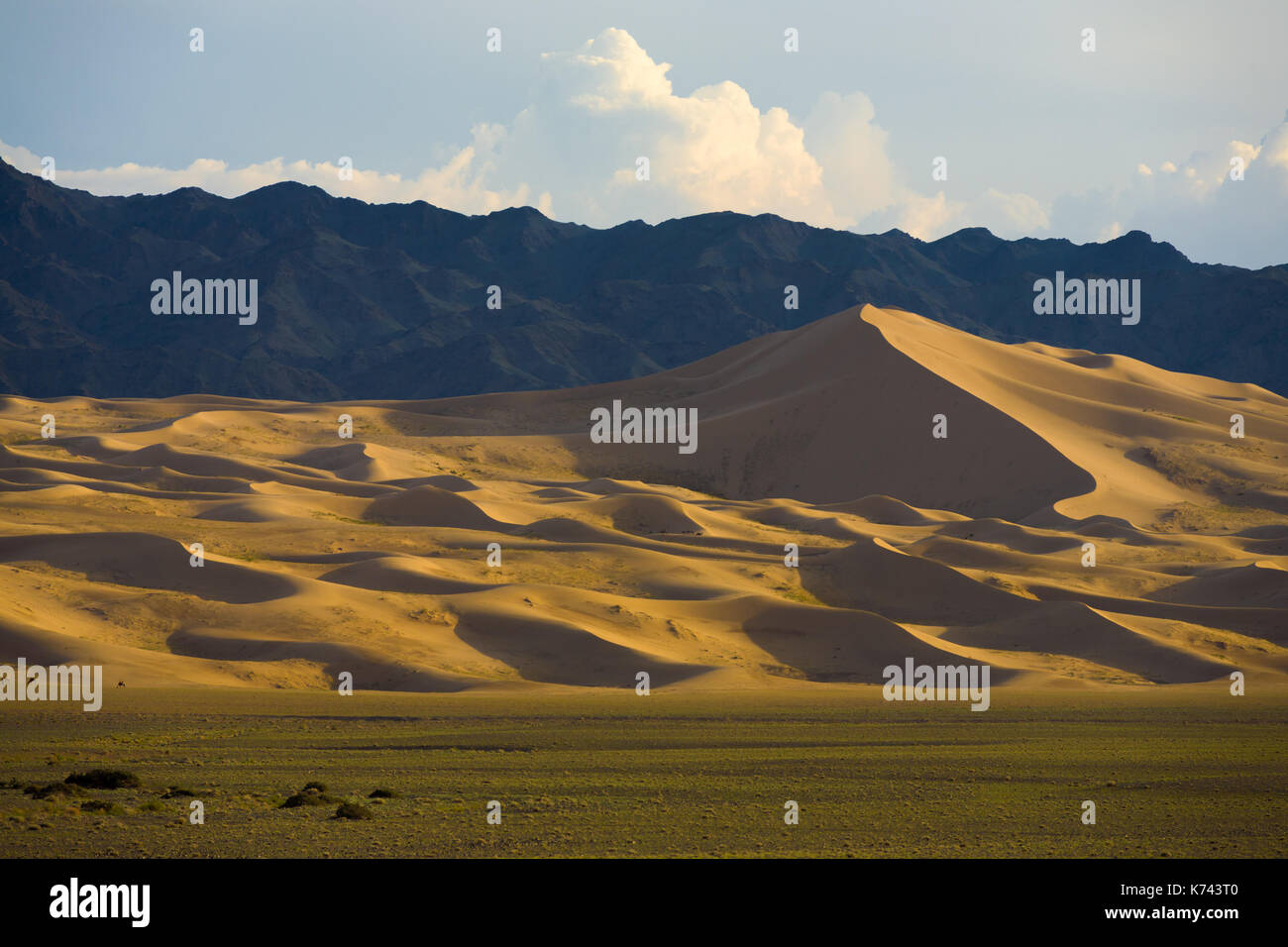 Cammelli lontane visto alla base del khongor els dune di sabbia con montagne torreggianti background in Mongolia meridionale Foto Stock