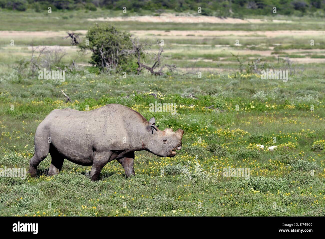 La Namibia, regione di Oshikoto, il Parco Nazionale di Etosha, rinoceronte nero (Diceros simum) con due corna tagliare alla lotta contro il bracconaggio Foto Stock