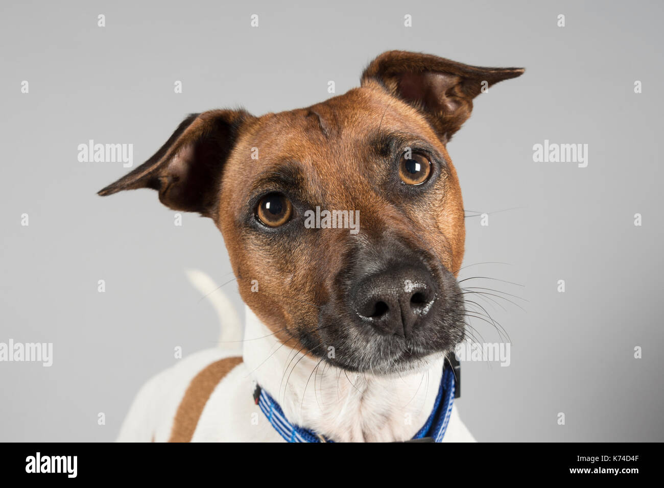 Ritratto di un cane di Jack Russell Terrier nel Regno Unito. Foto Stock