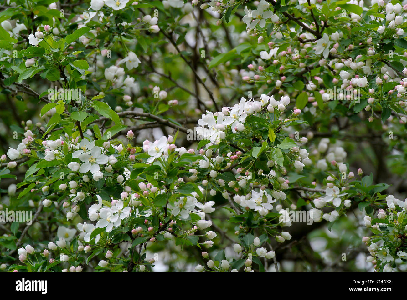 Crabapple tree che fiorisce in primavera, juniata pennsylvania Foto Stock