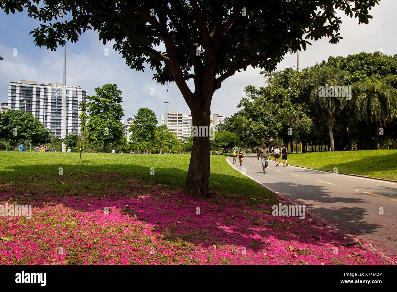 La caduta di fiori di colore rosa facendo un fiore rosa tappeto sul terreno del parco, dal percorso a piedi Foto Stock