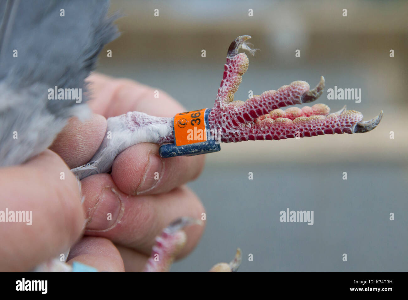 Homing pigeon: anello attaccato a un carrier pigeon gamba<br><br> Foto Stock