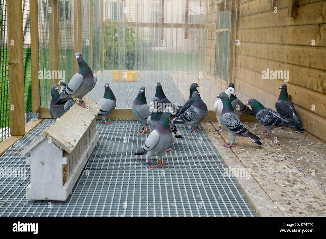 Homing pigeon: allevamento di piccione, Piccione di fantasia<br> Foto Stock