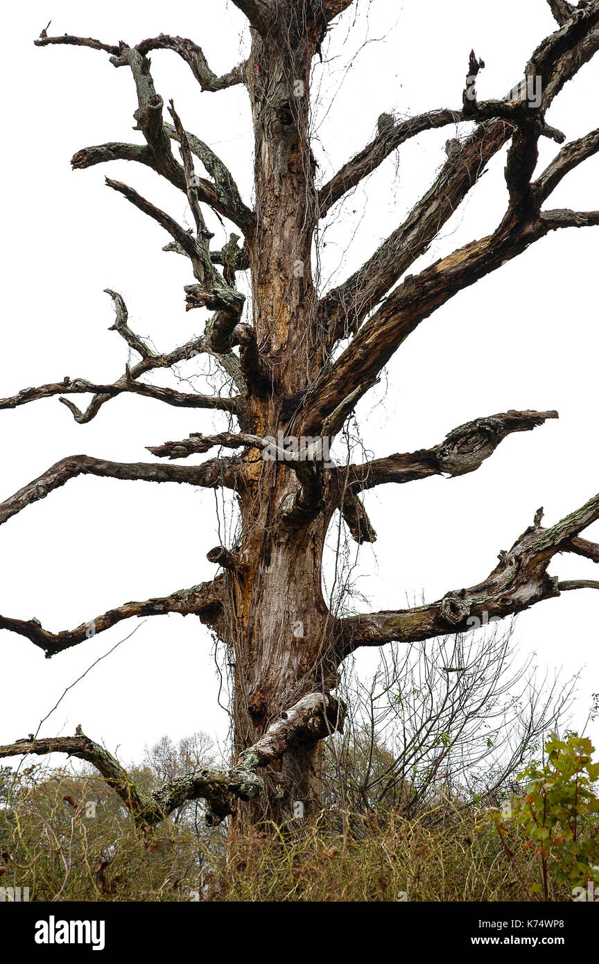 Albero morto trovato nella Carolina del nord. Foto Stock