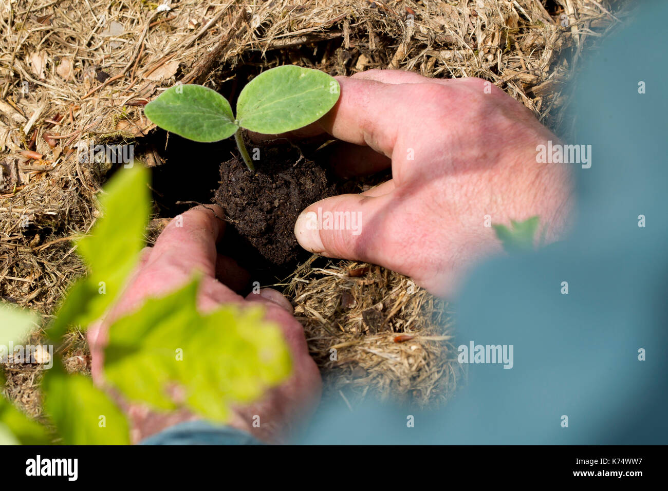 Giardinaggio: uomo di piantare una pianta shoot Foto Stock