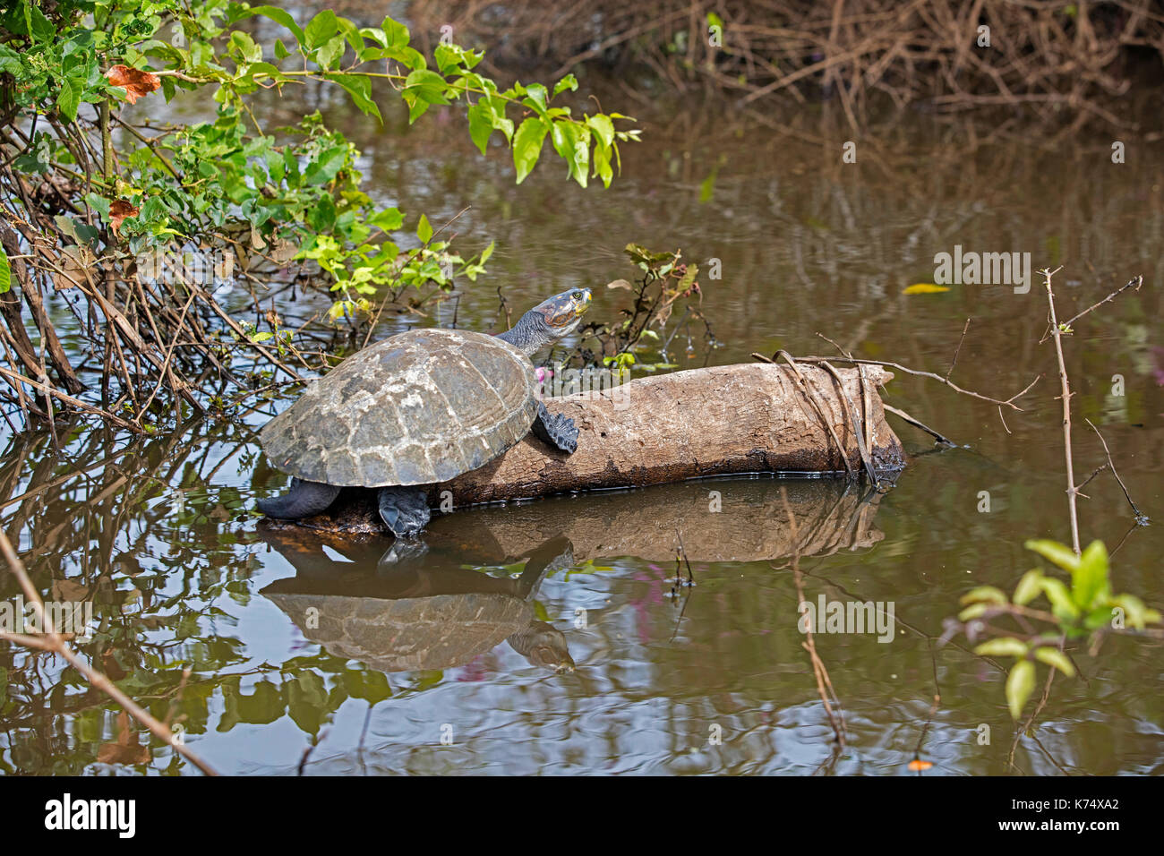 Giallo-macchiato il fiume del Amazon tartaruga / giallo-spotted fiume tartaruga (Podocnemis unifilis) appoggiato sul log in fiume, originario del sud america il bacino amazzonico Foto Stock