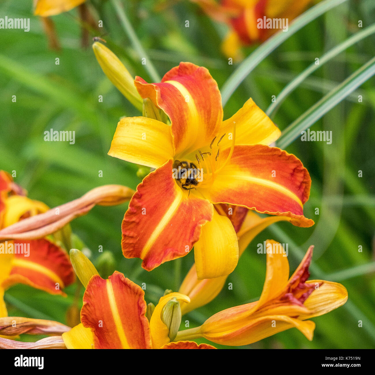 Rosso , giallo ed arancione bonanza fiori presso l' Università di Nottingham Foto Stock
