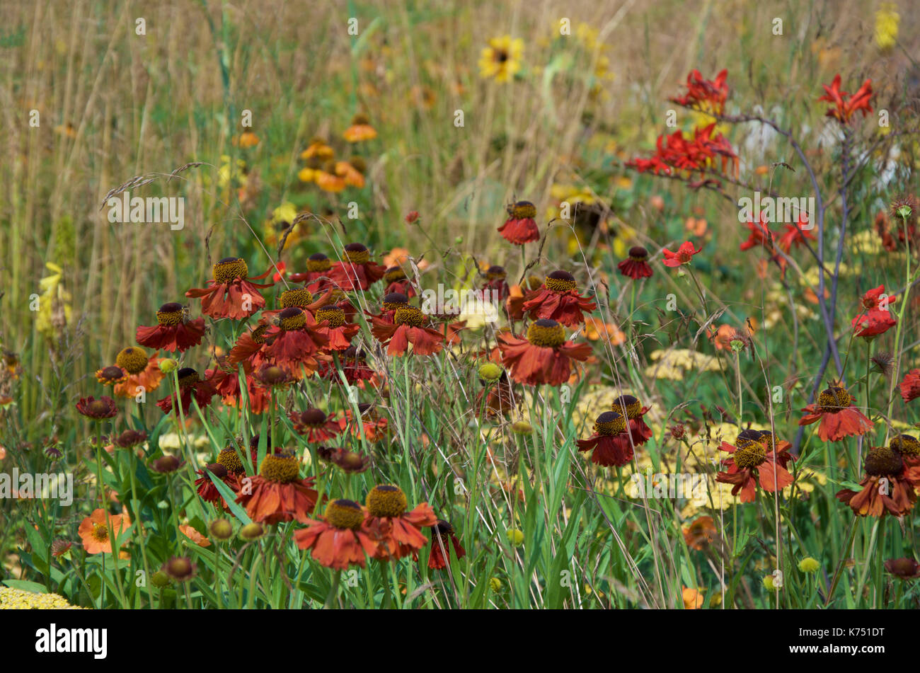 Helenium 'Moerheim bellezza' con 'Crocosmia Lucifer', Helenium 'Mardi Gras e Helianthus nel Santuario perenne giardino RHS a Hampton Court Foto Stock