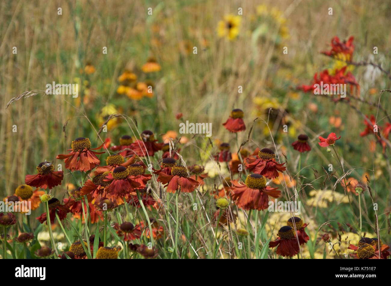 Helenium 'Moerheim bellezza' con 'Crocosmia Lucifer', Helenium 'Mardi Gras e Helianthus nel Santuario perenne giardino RHS a Hampton Court Foto Stock