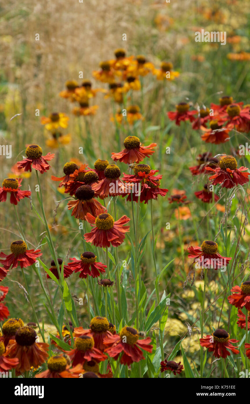 Helenium 'Moerheim bellezza' con 'Crocosmia Lucifer', Helenium 'Mardi Gras e Helianthus nel Santuario perenne giardino RHS a Hampton Court Foto Stock