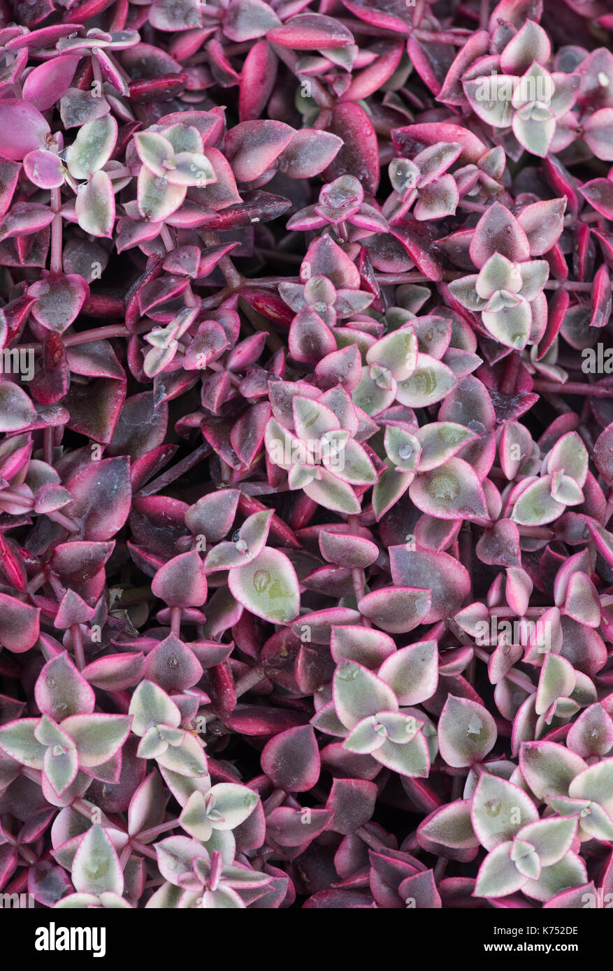 Crassula marginata variegata delle foglie di una pianta modello Foto Stock