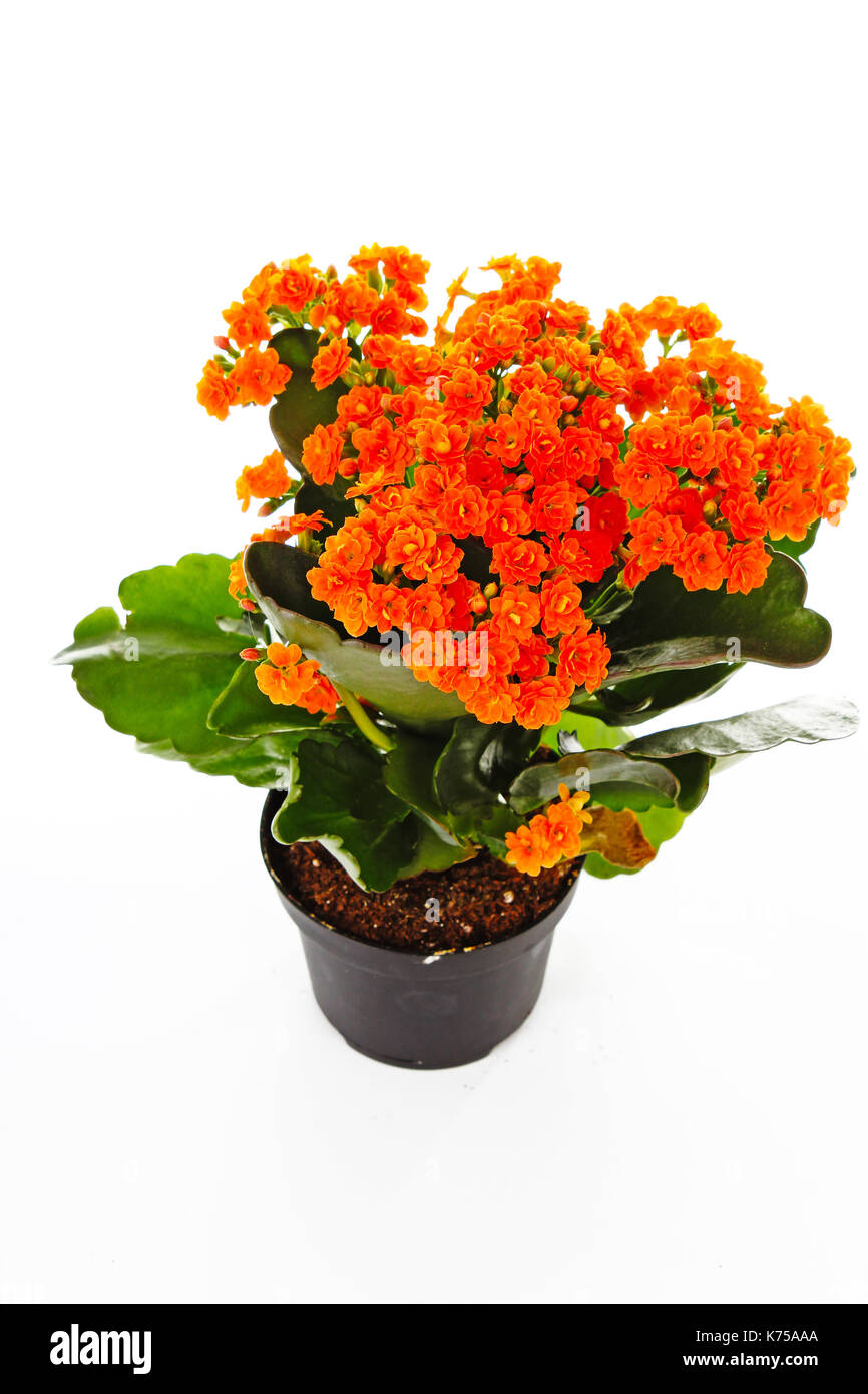 Piccoli fiori arancione di rubiaceae tree. Fiore di arancia impianto. Fiori di cluster ixora. Foto Stock