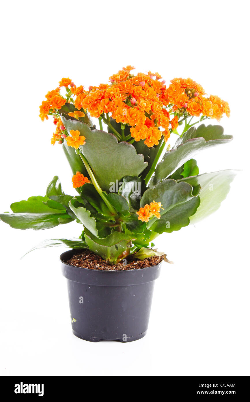 Piccoli fiori arancione di rubiaceae tree. Fiore di arancia impianto. Fiori di cluster ixora. Foto Stock