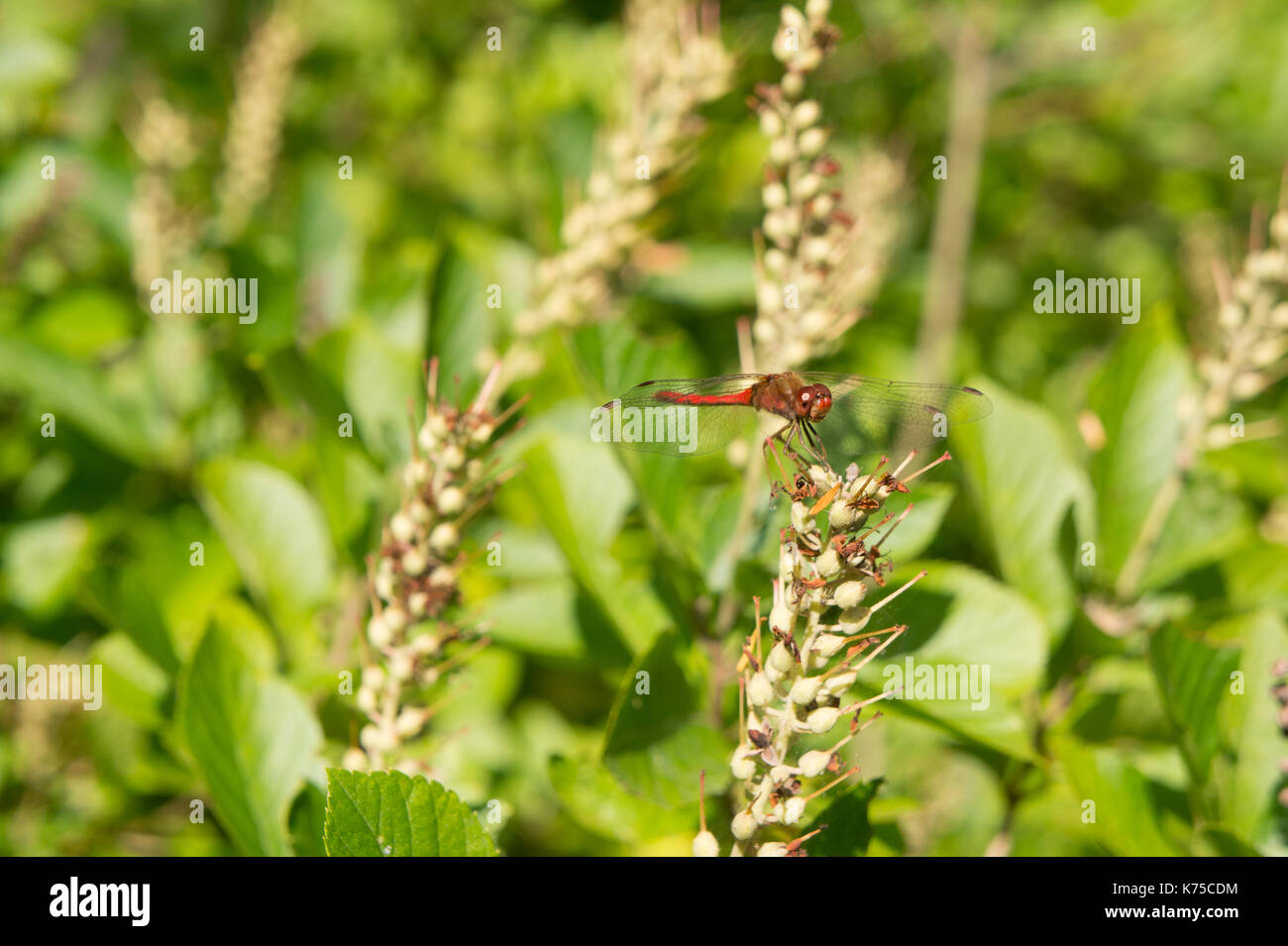 Dragonfly sul fiore. Foto Stock