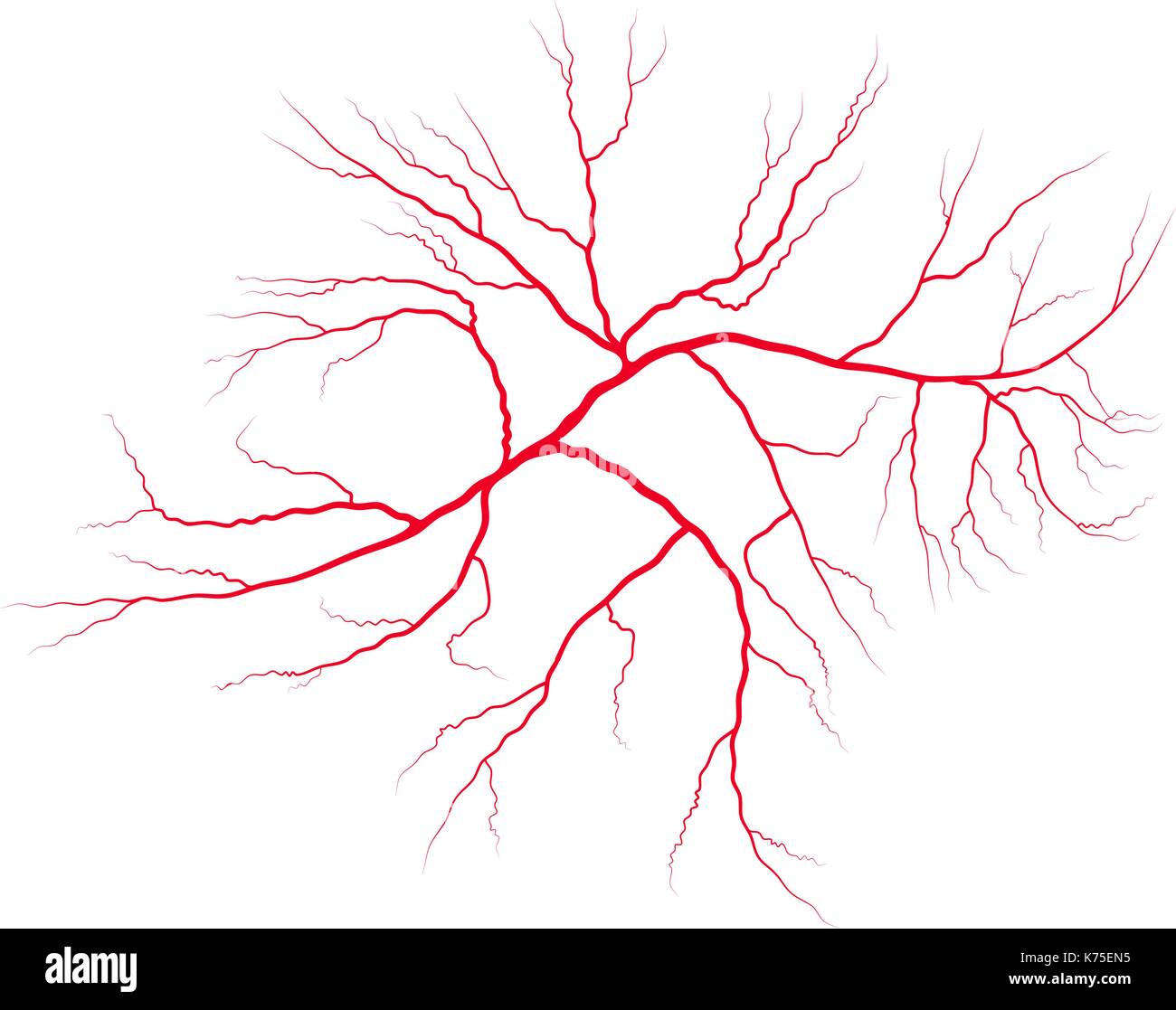Il sangue venoso sistema vettore icona simbolo design. bella illustrazione isolati su sfondo bianco Illustrazione Vettoriale