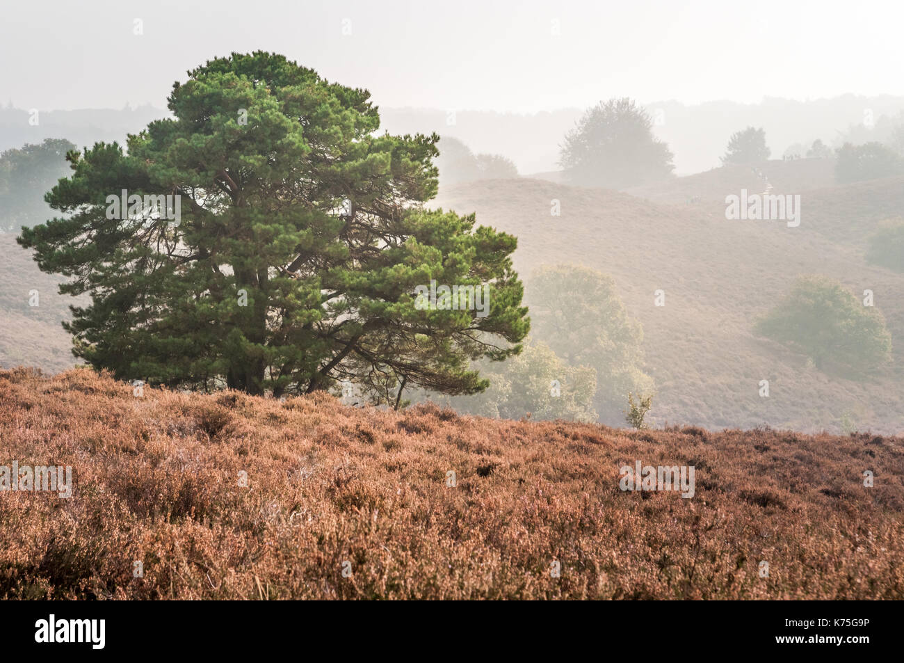 Un albero sulle colline di posbank nel parco nazionale veluwezoom nei Paesi Bassi. Si tratta di un giorno di nebbia in autunno e le colline sono coperte con calore Foto Stock