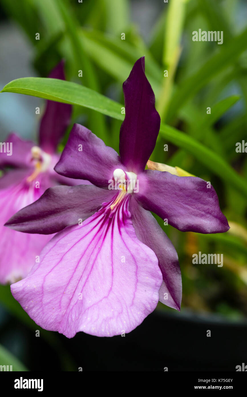 Viola e fiore rosa del brasiliano epiphytic orchid, Miltonia spectabilis var. moreliana Foto Stock